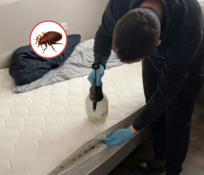 Technicien traitant un matelas contre les punaises de lit à Les Bréviaires